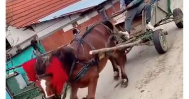 Stire din Eveniment : Individ reținut după ce a schingiuit un cal și s-a lăudat cu imaginile pe TikTok