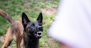 Stire din Eveniment : O bătrână de 85 de ani a murit după ce ar fi fost sfâşiată de câini. Poliţiştii au deschis un dosar penal