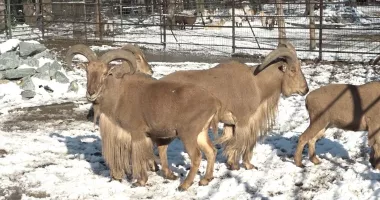 Stire din Social : Gerul pune la încercare animalele de la Microrezervație. Ce măsuri s-au luat