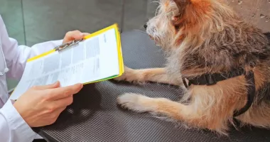 Stire din Social : Vreți să adoptați un câine din adăpostul public, iată care sunt actele de care aveți nevoie