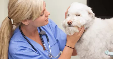 Stire din Actualitate : O țară din Europa introduce concediu plătit pentru îngrijirea animalelor bolnave