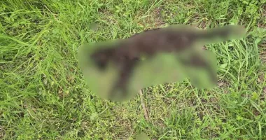 Masacru la Sulina. Aproximativ 20 de pisici, găsite moarte prin otrăvire - 7