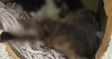 Masacru la Sulina. Aproximativ 20 de pisici, găsite moarte prin otrăvire - 9