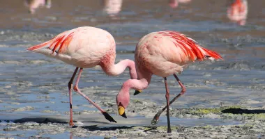 Stire din Social : Lacul Techirghiol, colorat în roz. Păsările flamingo au revenit pe litoral