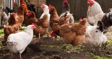 Stire din Economie : Salarii, agricultură, afaceri. INFO economic