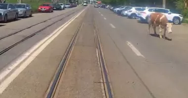 Stire din Eveniment : Apariție neașteptată în trafic. O vacă a traversat printre mașini și tramvaie