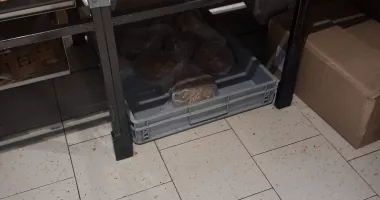 Insecte vii și produse neconforme descoperite la Lidl Năvodari. Activitatea, suspendată temporar - 3