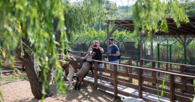 Modernizarea de la Delfinariu, încurcată de Microrezervație? „Nu o mutăm la Medgidia!” - 4