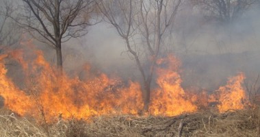 Incendiu de vegetație, în Constanța