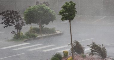Stire din Eveniment : FURTUNI LA CONSTANŢA / Copaci doborâţi de rafale sau smulşi din rădăcină, căzuţi pe carosabil