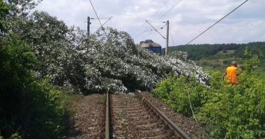 105 trenuri au fost întârziate de căderile  de copaci