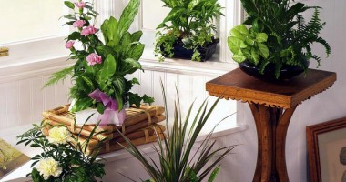 Stire din Diverse : Plante care purifică aerul din locuințe