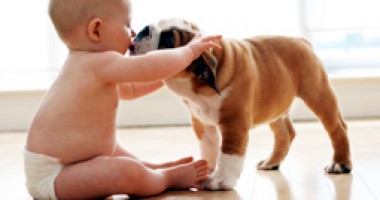 Stire din Diverse : Animalul de companie,  acomodare cu mirosul bebelușului
