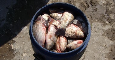 Captură de crap și caras la Garda de Coastă