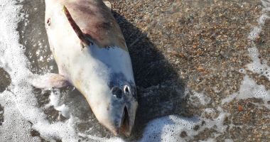 Un pui de delfin a fost gÄƒsit mort pe plaja din Mamaia