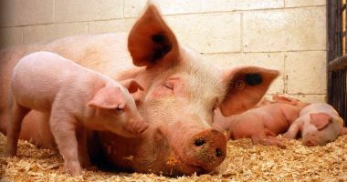 Stire din Economie : Ministerul Agriculturii, decizie finală: Porcii crescuţi în gospodării vor putea fi vânduţi!