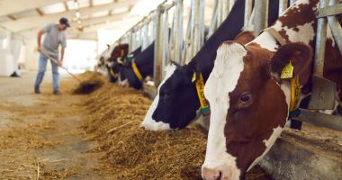 Stire din Economie : Fermierii au obligaţia să respecte măsurile specifice protejării animalelor în perioadele caniculare