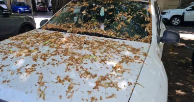 Asfalt lipicios și senzație de hazna sub teii din Constanța - 2