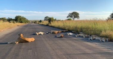 Stire din Eveniment : O familie de lei a fost surprinsă dormind pe o șosea în timpul măsurilor de izolare din Africa de Sud