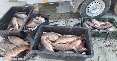 Stire din Eveniment : Braconaj piscicol depistat pe Canalul Bărbosu. 104 kilograme de pește au fost scoase din apă
