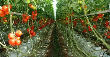 Stire din Economie : 11.625 de legumicultori vor primi ajutorul de minimis