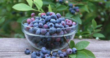 Stire din Sănătate : Afinele țin sub control prediabetul
