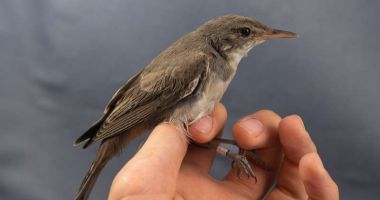 O nouă specie de pasăre pentru România, în rezervaţia ''Dunele Marine de la Agigea''