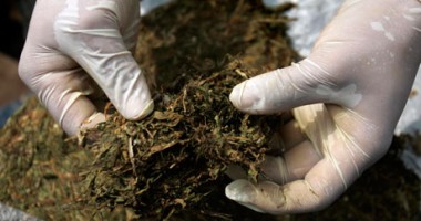 Stire din Eveniment : Bărbatul care cultiva canabis în curtea bunicii a scăpat, deocamdată, de închisoare