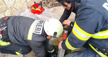 Căței salvați dintr-o canalizare - 3