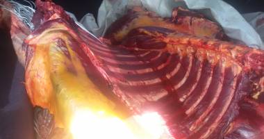 Carne de cal, confiscată de Garda de Coastă - 2