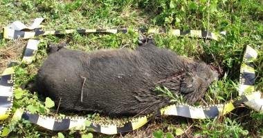Anchetați de Poliție pentru că au împușcat un mistreț - 2