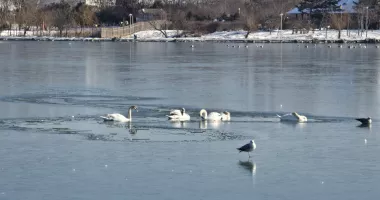 Stire din Eveniment : Pompierii constănțeni intervin pe lacul Tăbăcăriei. Mai multe lebede sunt blocate