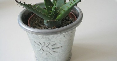 Stire din Cetățenești : Aloe vera din ghiveciul tău