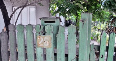 Terorizați de haita de câini "părăsiți" a vecinului - 2