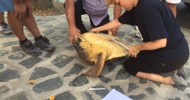 Foto-Video. Broască țestoasă uriașă, unică în România, descoperită la Constanța - 3