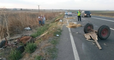 UPDATE. GRAV ACCIDENT RUTIER LA CONSTANȚA. O CĂRUȚĂ A FOST SPULBERATĂ DE UN AUTOTURISM - 3
