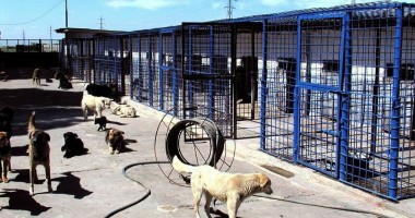 CE FACEM CU MAIDANEZII DIN CONSTANȚA? Ecarisajul Constanța, acuzat că "importă" câini din alte orașe - 2