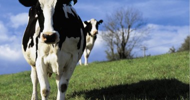 Stire din Economie : Termen limită pentru depunerea declarației de cotă de lapte