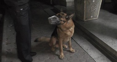 UPDATE / Pistoale, săbii și zeci de mii de lei găsite la contrabandiștii de țigări – GALERIE FOTO - 3