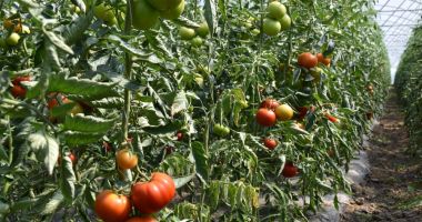 Stire din Economie : 15.337 de producători de tomate au depus cereri de sprijin financiar