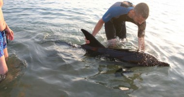 Delfinii, ținuți departe de țărmul Constanței cu dispozitive acustice