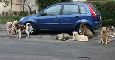 Până rezolvă "oficialii" cu maidanezii, știți să vă apărați singuri? - 3