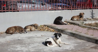 Până rezolvă "oficialii" cu maidanezii, știți să vă apărați singuri? - 4
