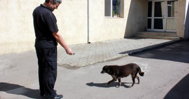 Stire din Cetățenești : Până rezolvă "oficialii" cu maidanezii, știți să vă apărați singuri?