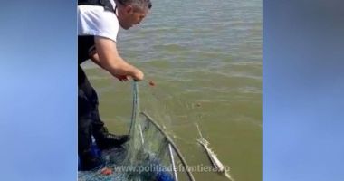 Stire din Eveniment : Sturion eliberat de polițiștii de frontieră din plase!
