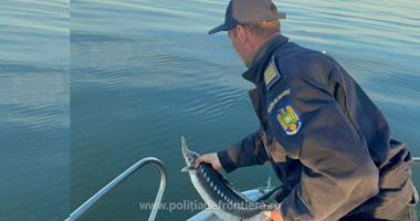 Stire din Eveniment : Patru exemplare de sturion redate mediului natural de către polițiștii de frontieră tulceni