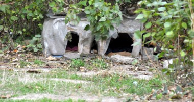 Maidanezii seamănă teroare între blocuri - 2