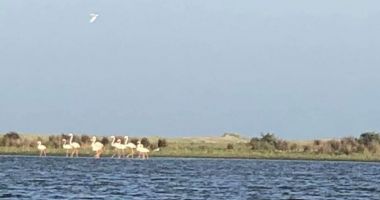 INEDIT! PĂSĂRI FLAMINGO ÎN DELTA DUNĂRII