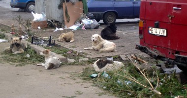 Stire din Cetățenești : De groază! Sute de boli transmise de la animal la om (I)