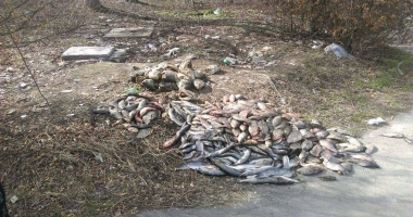 Zeci de kilograme de pește, descoperite în zona stadionului Badea Cârțan,